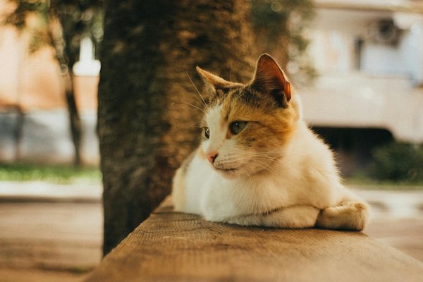 Steigert KI durch personalisierte Medizin den Therapieerfolg bei seltenen Krankheiten?