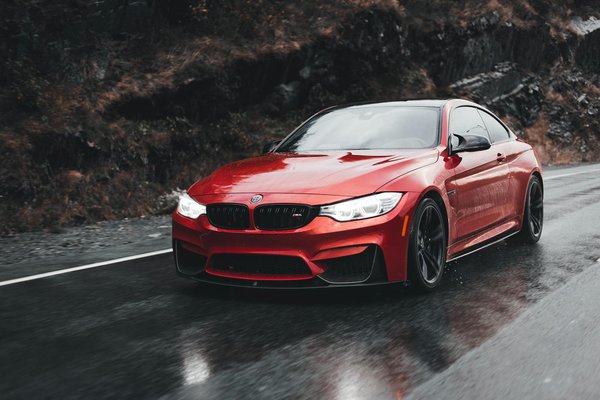 Tierparadies im Garten: Tipps für eine pflegeleichte und grüne Oase für Haustierliebhaber!